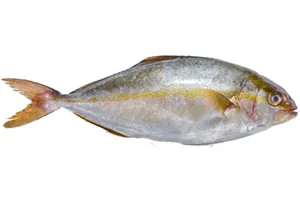 אינטיאס (שולה)