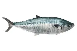 פלמידה לבנה (פלמוד)