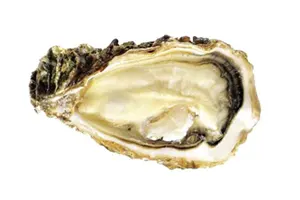 אויסטר פרל בלנג׳