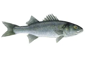 לברק (בר ים)